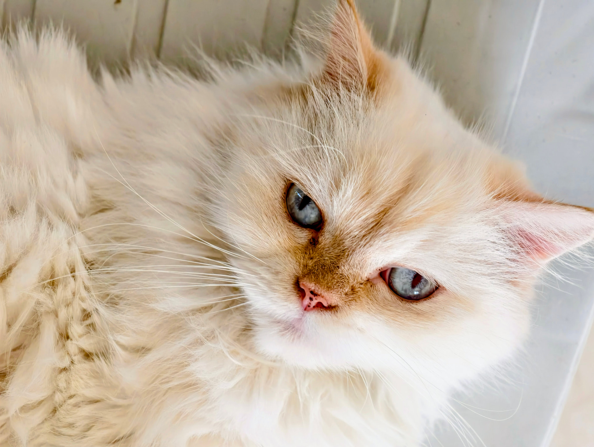 Close portrait of a cream Persian cat